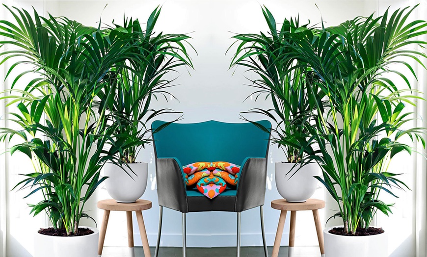 Image 2: 1 ou 2 palmiers Kentia d'intérieur