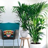 Image 2: 1 ou 2 palmiers Kentia d'intérieur