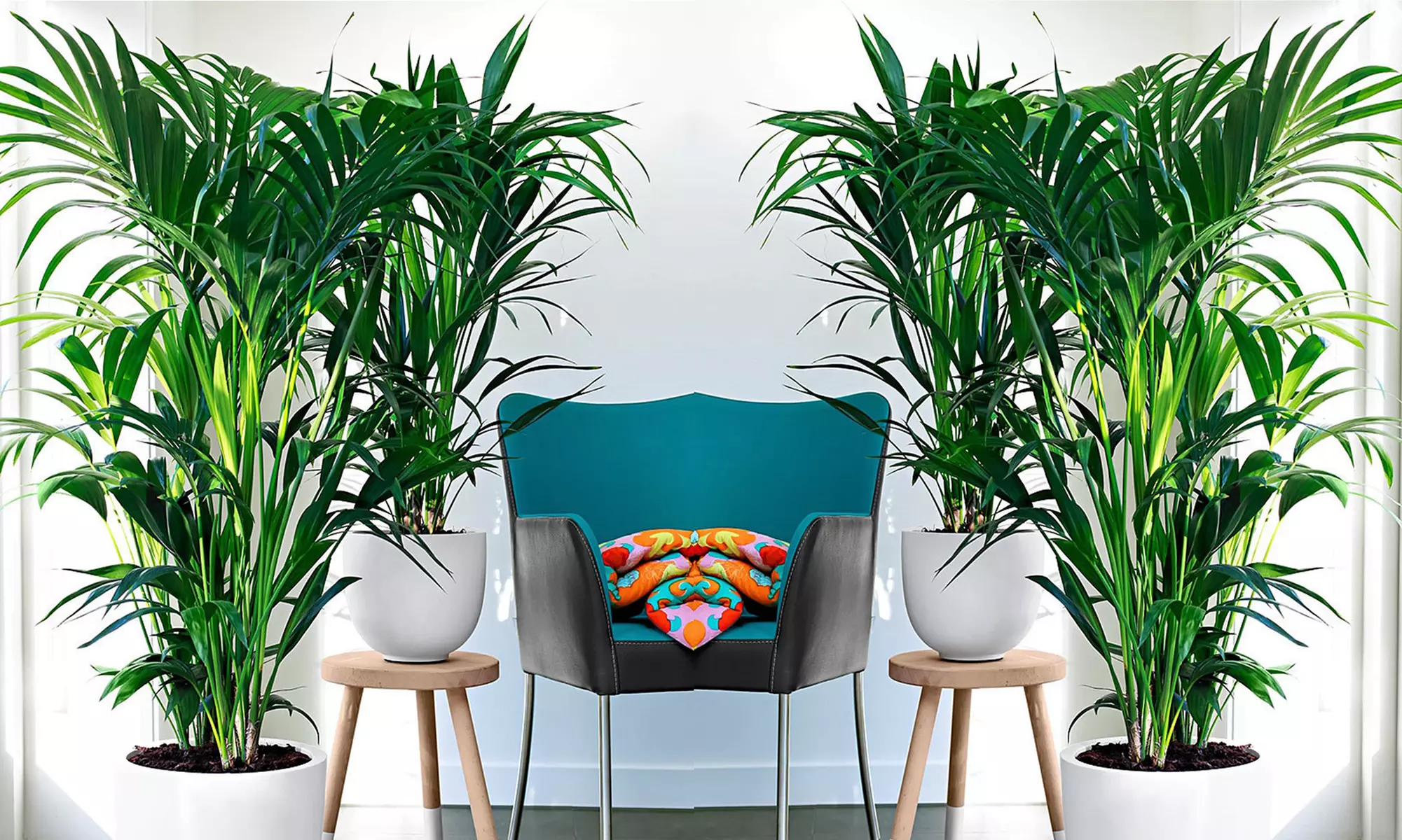 1 ou 2 palmiers Kentia d'intérieur