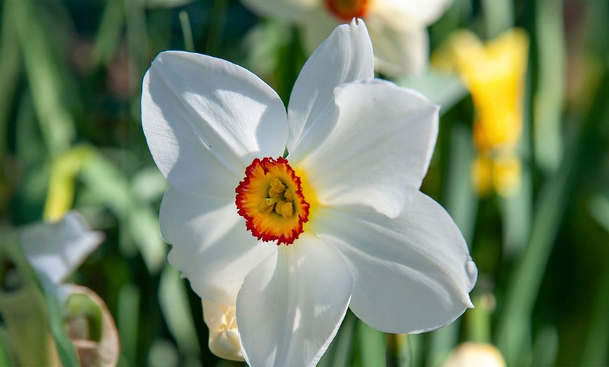 Image 3: Tot 50 Narcissus bloembollen
