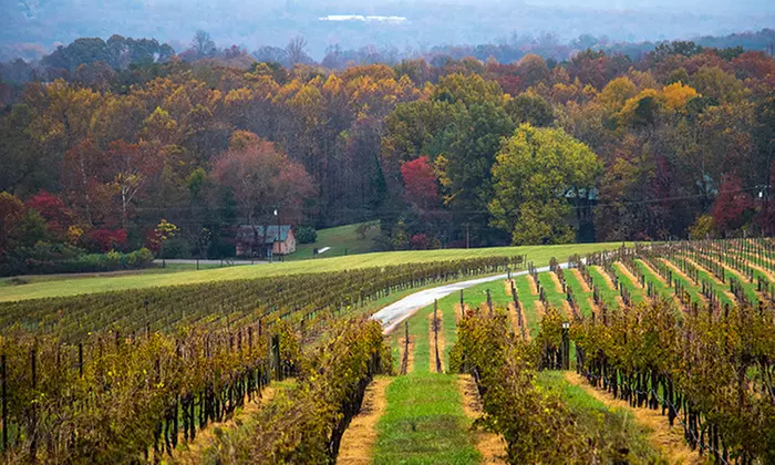 Four- or Six-Hour Custom Winery Tour for Up to 11 from The Van in Black (Up to 42% Off) - Second Medium