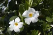 Mandevilla 'Bloom Bells®' - 1 or 3 Potted Plants - Image 3