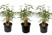 Plantas de bambú Fargesia Asian Wonder, Fargesia Rufa o Fargesia Nitida Gansu - Second Medium