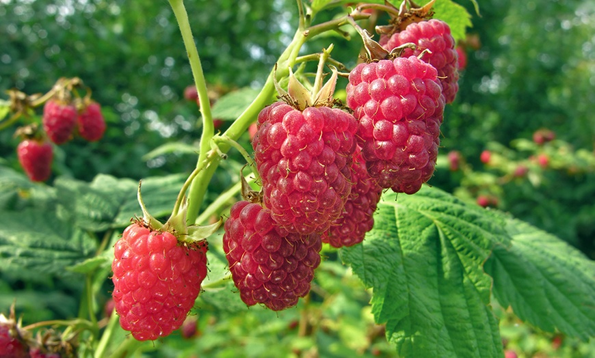 Image 1: Long Canes Raspberry 'Glen Ample'