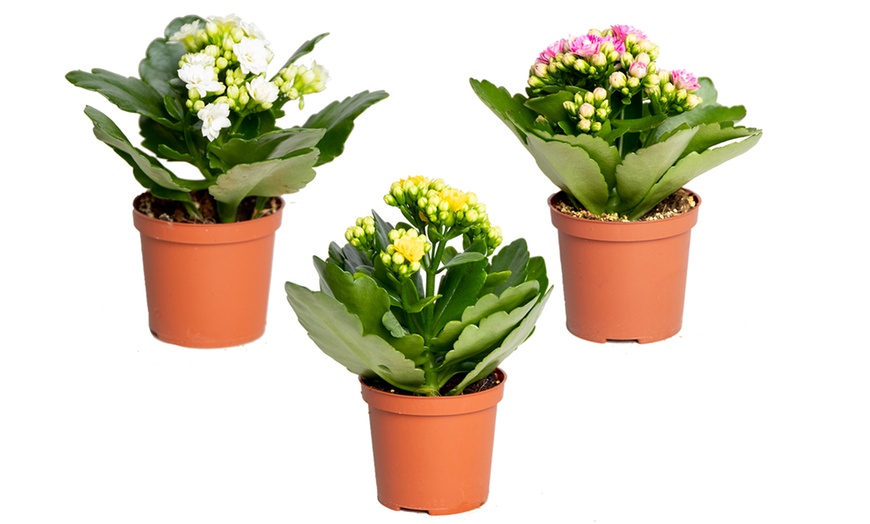 Image 3: 3x Mini-Kalanchoe-Pflanzen mit oder ohne Topf