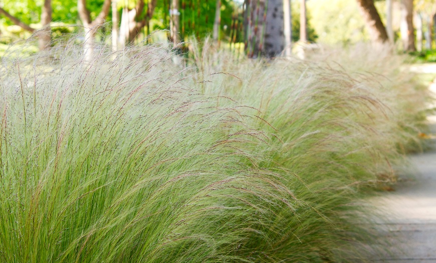 Image 1: Stipa Ponytails Grass