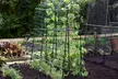 1.8m x 1.8m Garden Pea and Bean Tunnel - Image 2