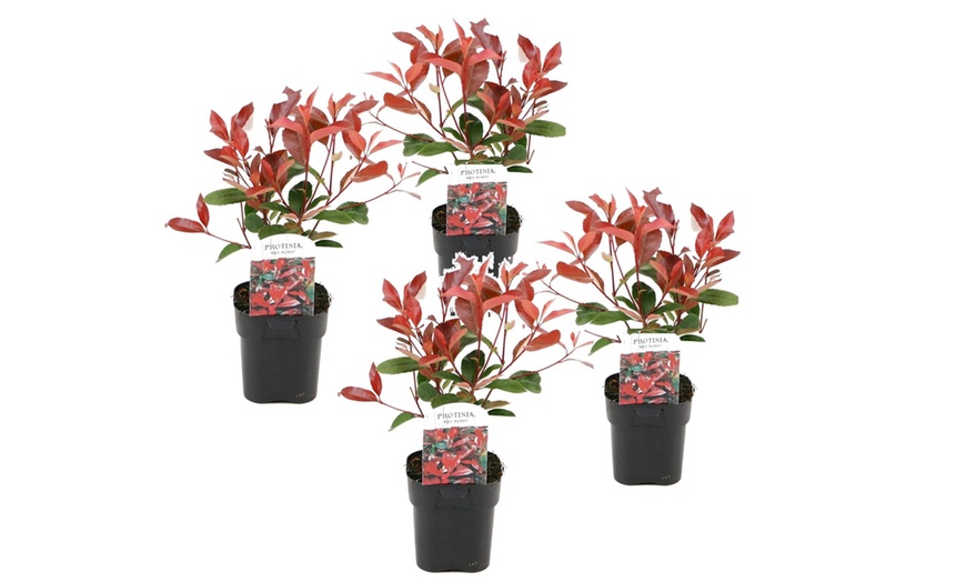 Image 9: Set van 2, 4 of 6 Photinia 'Red Robin' planten