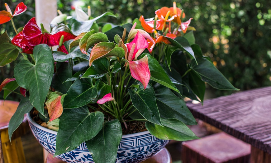 Image 4: Potted Anthurium Plants