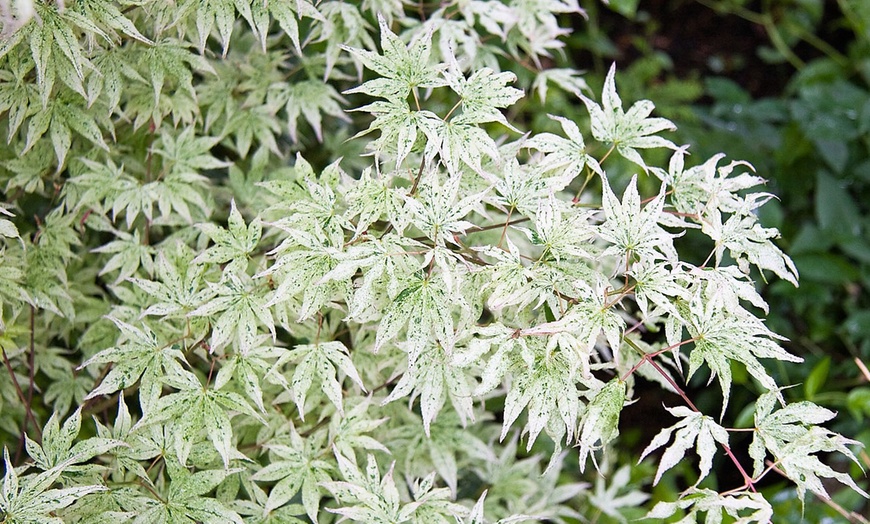 Image 2: Japanese Maple Acer Ukigumo