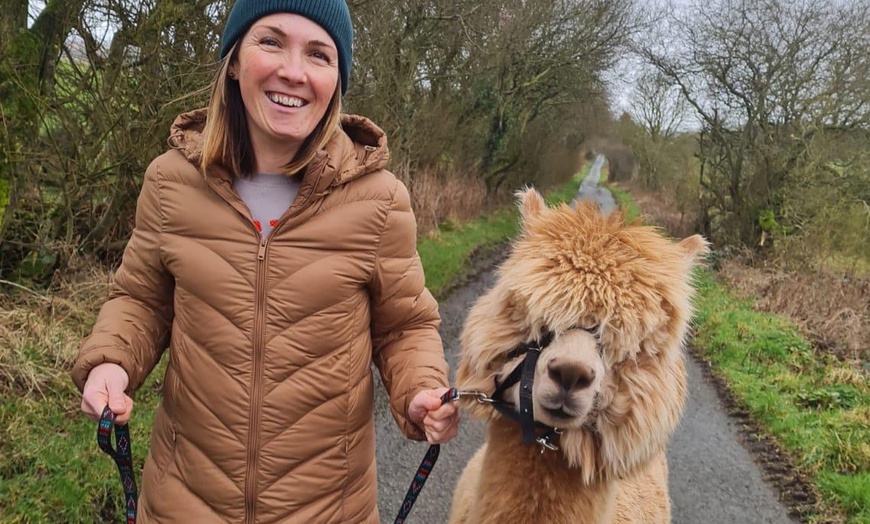 Image 9: Miniature Donkey & Alpaca Experience