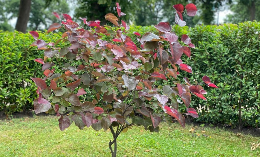 Image 11: Colour Changing Garden Trees - 4 Varieties - up to 3 Potted Plants