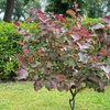 Image 11: Colour Changing Garden Trees - 4 Varieties - up to 3 Potted Plants