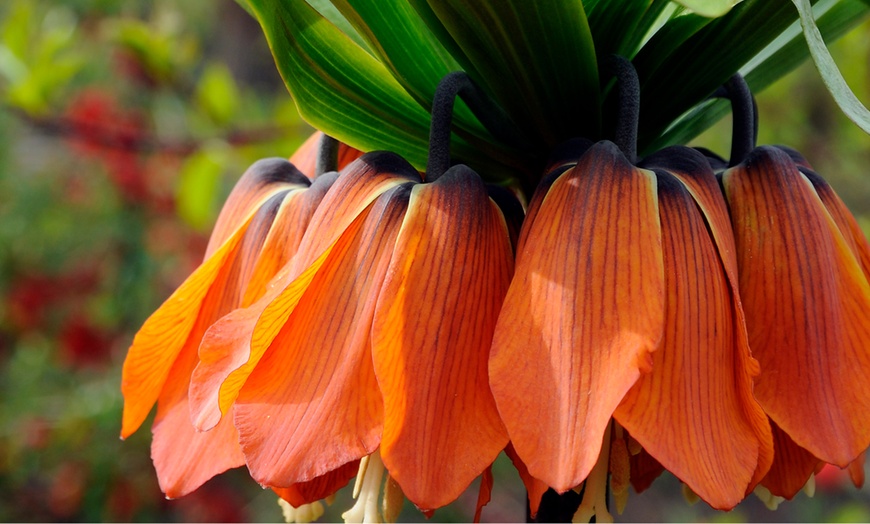 Image 2: Fritillaria Imperialis Orange