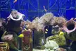 Explore Dubai’s Lost Chambers Aquarium: Tickets for One, Two, or Four at Royal Smart Tourism (Up to 33% Off) - Image 3