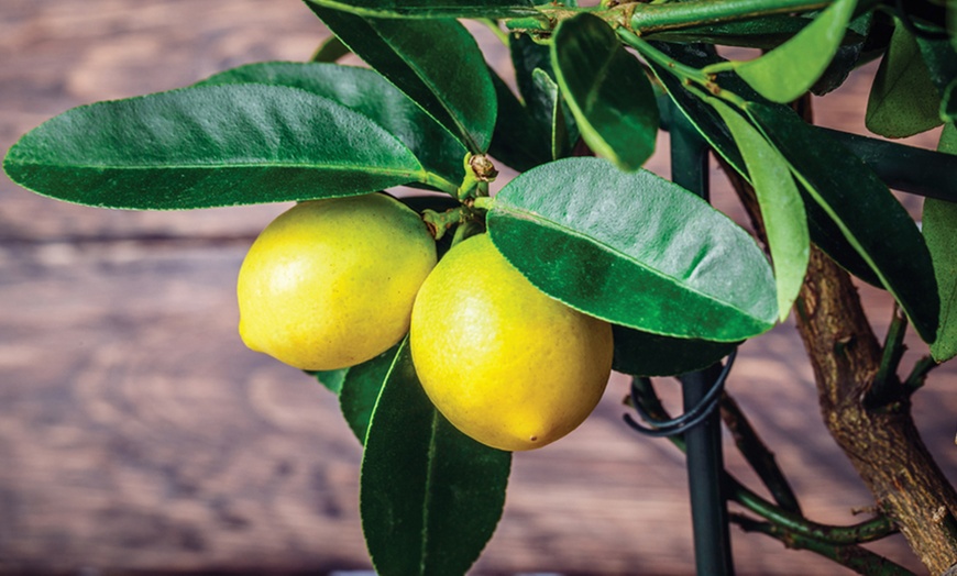 Image 8: Mini Fruit Tree Collection