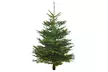 Nordmann-kerstboom van 100-125, 125-150 of 150-175 cm - Image 3