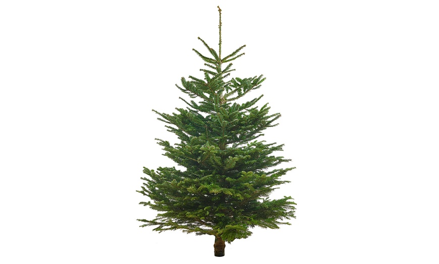 Image 1: Arbre de Noël naturel Nordmann