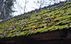 Roof-Moss Treatment from Pacific Total Home Care (45% Off)
