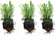 Up to Nine Fragrant English Lavender Hidcote Plug Plants - Image 7