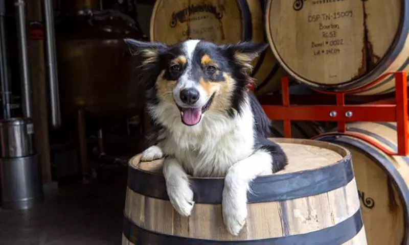 Explore Distillery Tours and Cocktail Classes with Moonshine