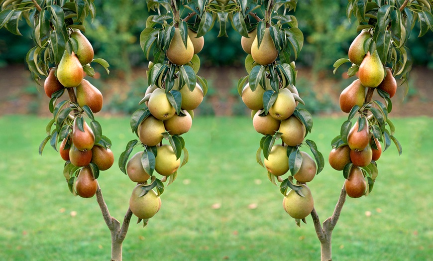 Image 1: Duo Fruit Tree