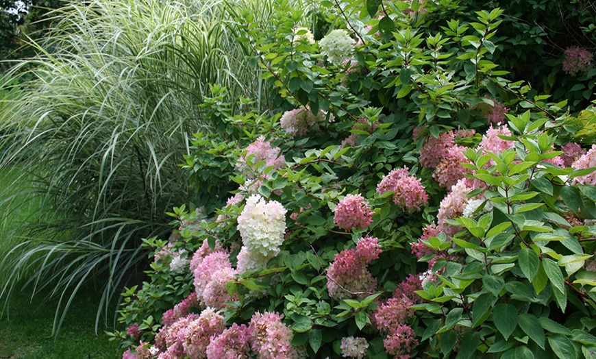 Image 5: 3 o 6 plantas hortensias