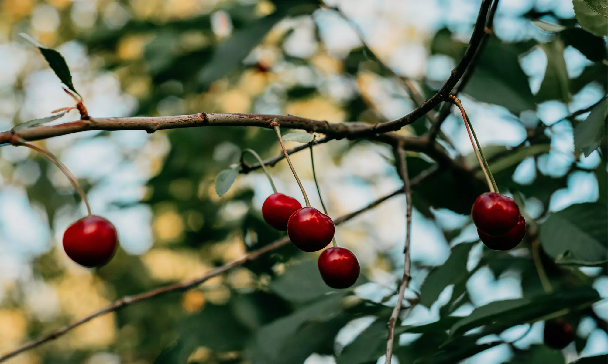 3x XXL-Kirschbaum „Kordia"