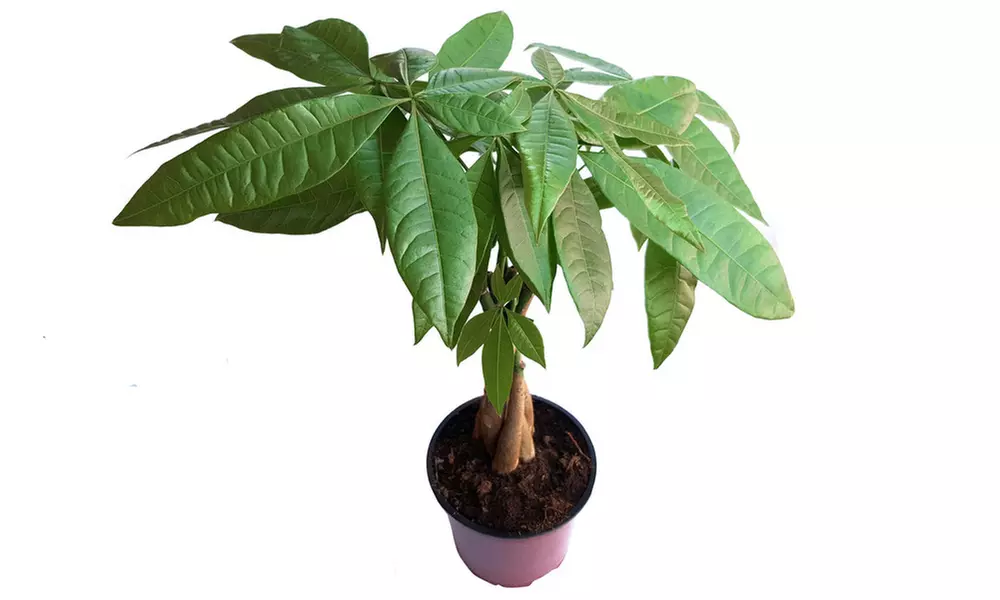 Bonsai Braided Money Tree Potted Plant - Second Medium