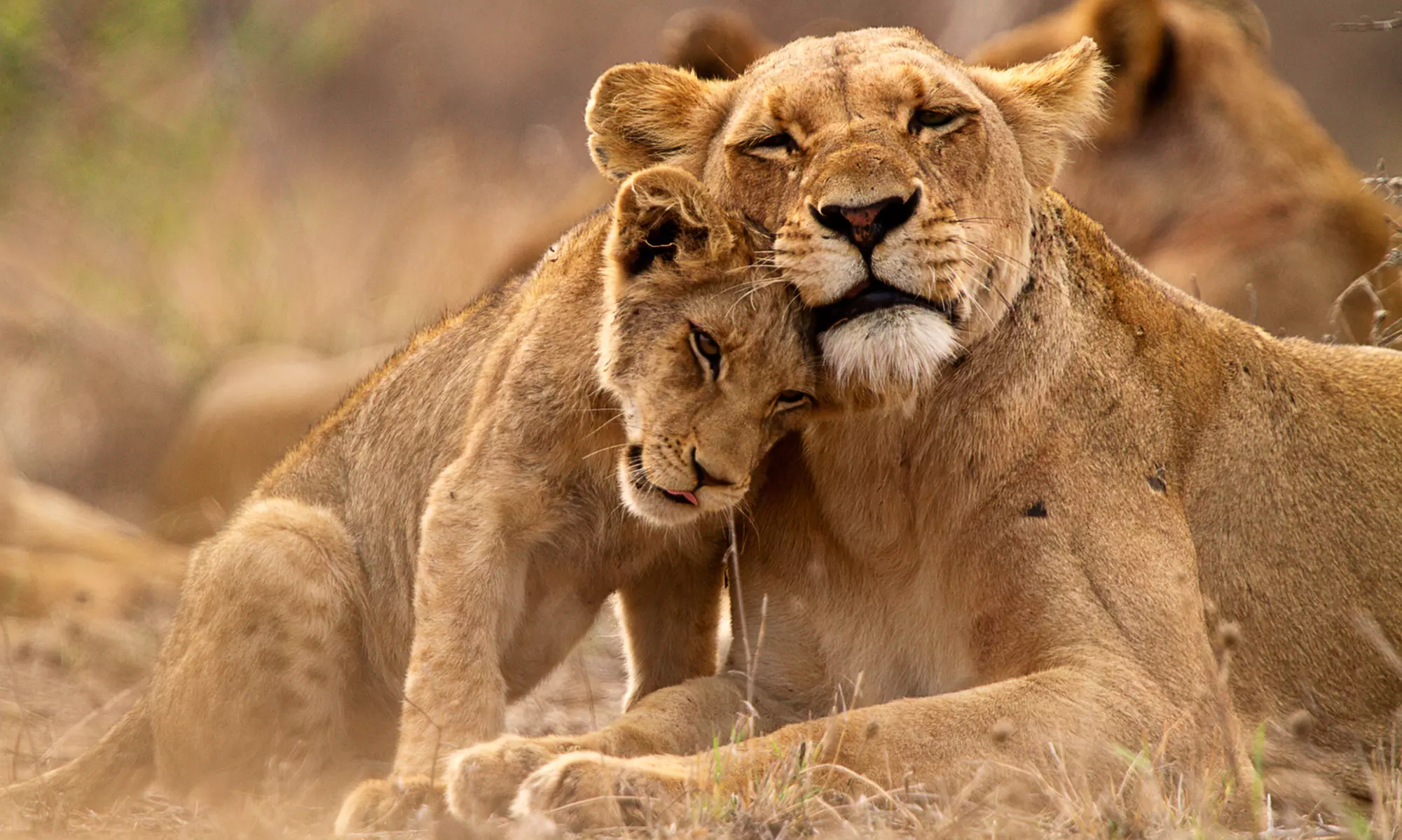 ✈ 8-Day Tour of South Africa with Air from Gate 1 Travel. Price per Person Based on Double Occupancy. - Primary Image