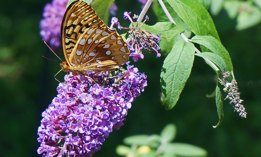 Image 4: Lot de 3 ou 6 arbres à papillons Buddleia