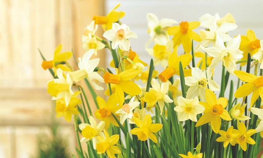 Image 3: Mixed Spring Bulb Collection - 166 or 332 Bulbs