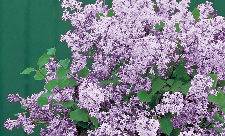 Image 5: Dwarf Lilac Standard Tree