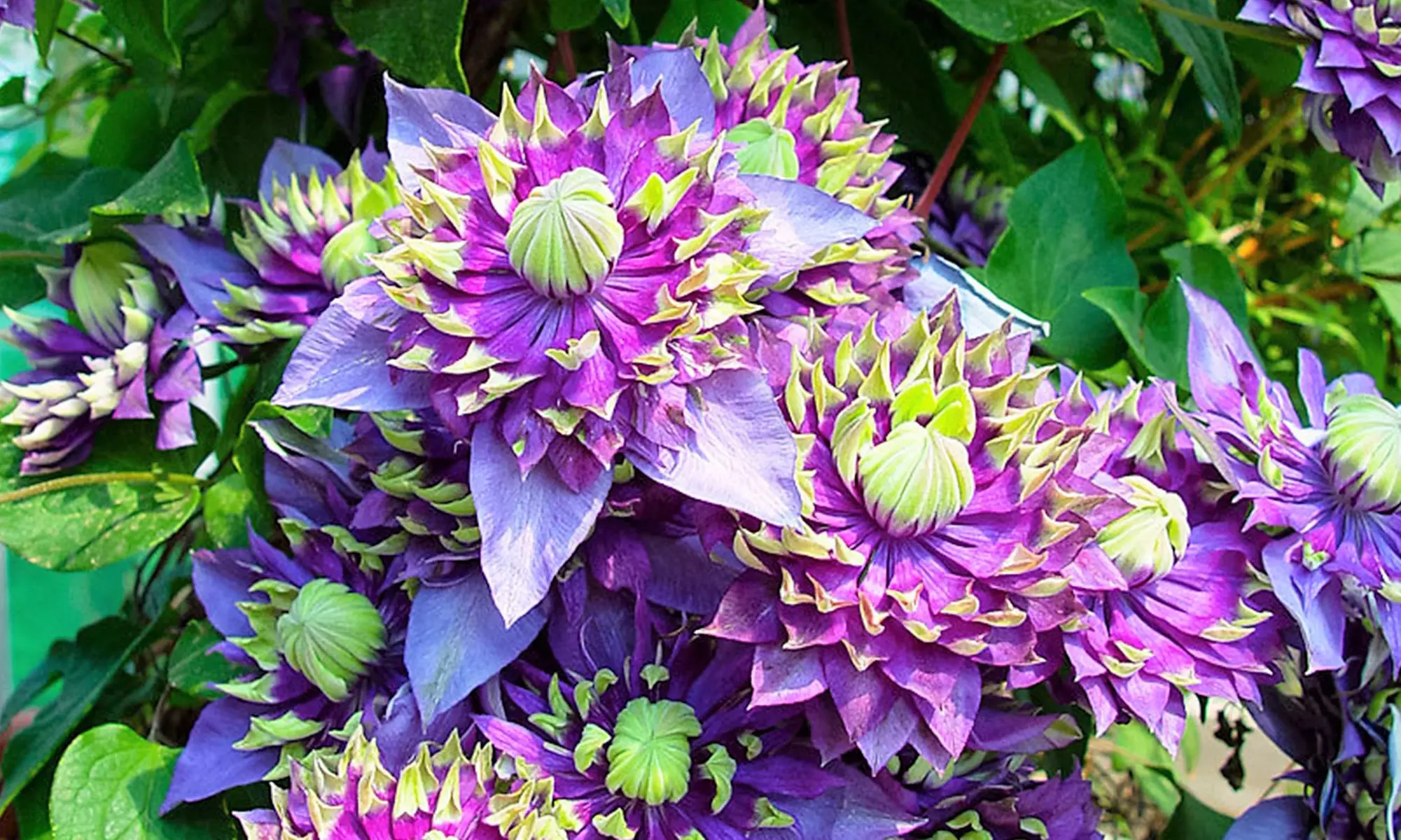 Uno o dos juegos de 2 Clematis Taiga - Primary Image