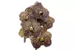 Orquídeas Vanda XL Rootz - Second Medium