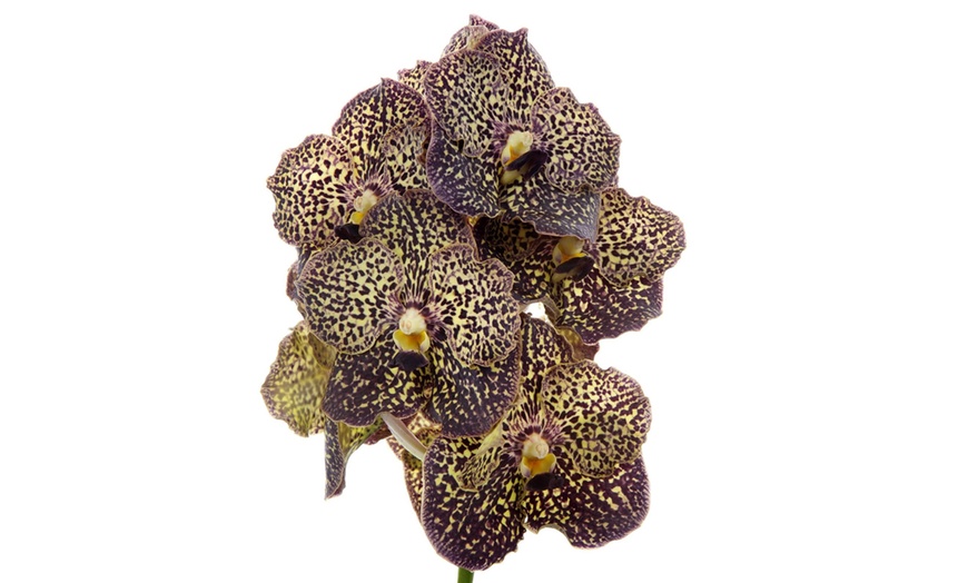 Image 2: Orquídeas Vanda XL Rootz