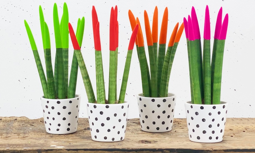 Image 3: Set of Sansevieria Velvet Touch