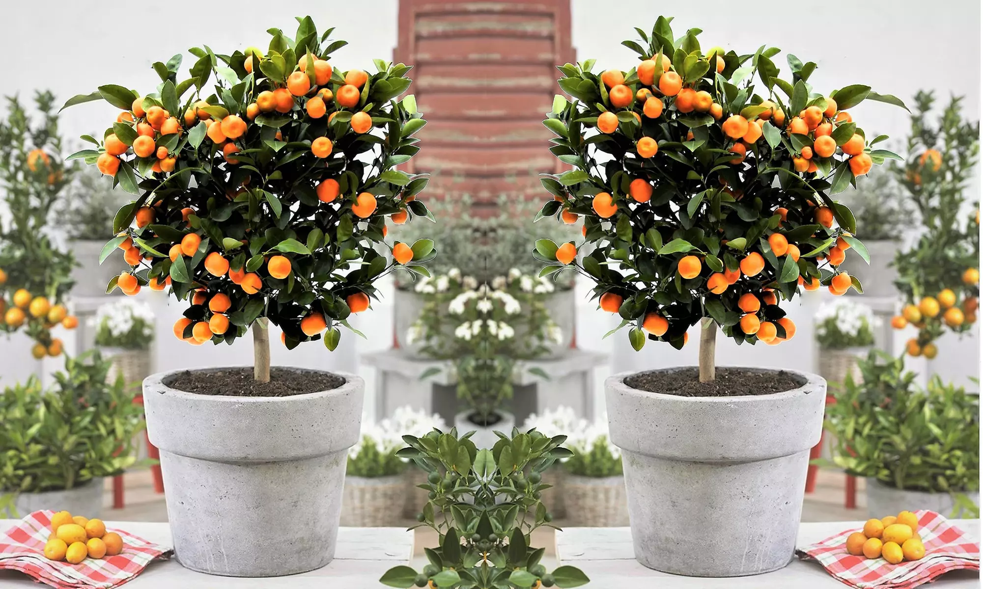 Zitrusbaum (Citrus Calamondin) - Primary Image