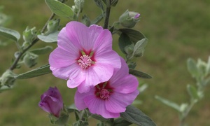 Lavatera Strawberry Milkshake - One or Three Plants 