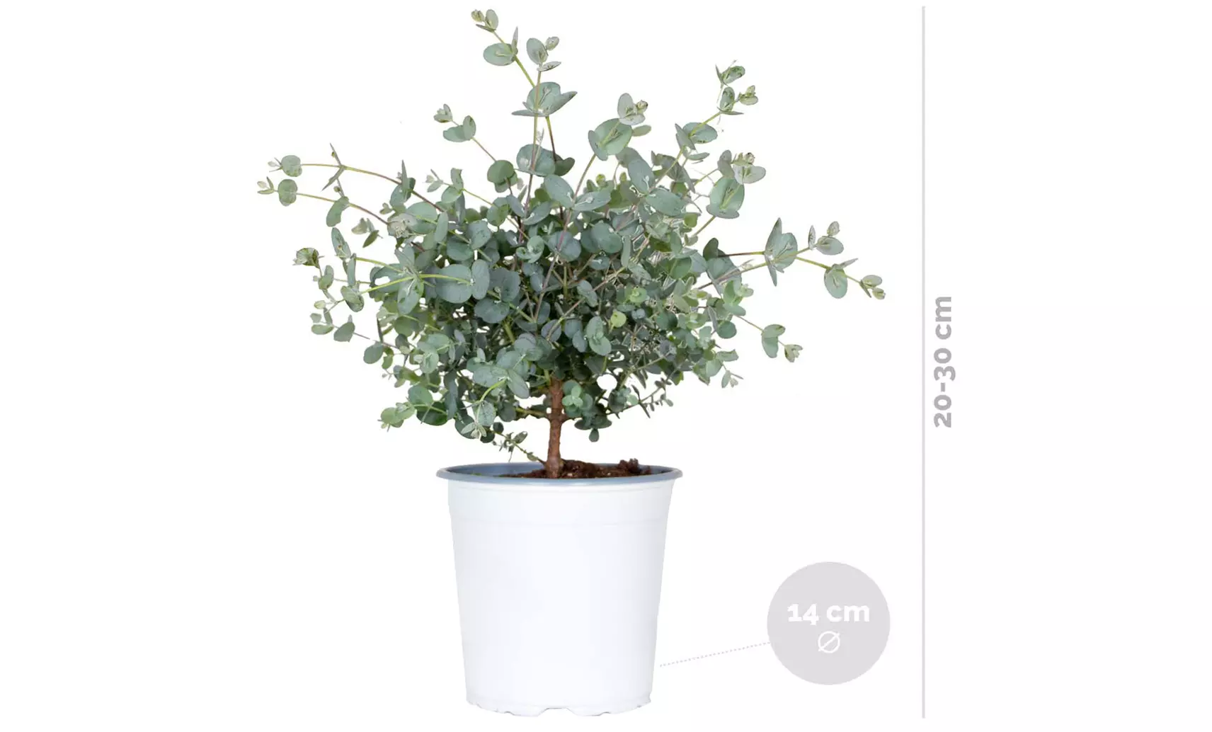 1x oder 2x Winterharter Eukalyptus „Gunnii“ - Second Medium