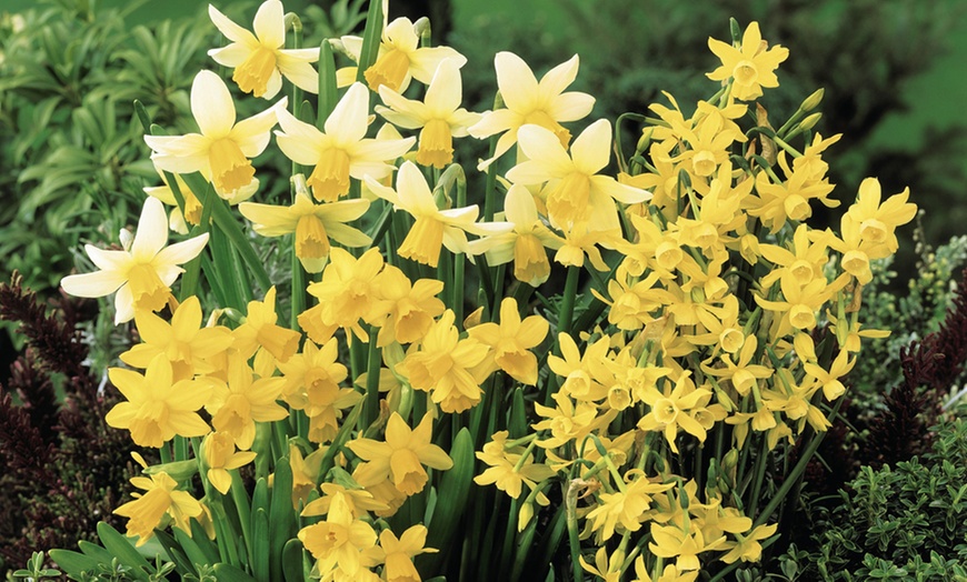 Image 2: 20, 40 or 80 Narcissus Miniature Mixed Bulbs