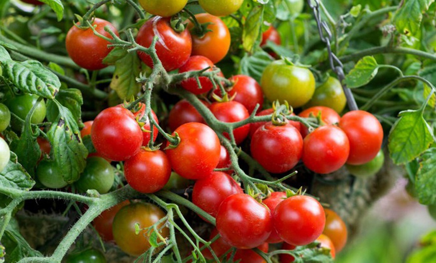 Image 1: Three or Six Tomato 'Tumbling Bella' Jumbo Plug Plants