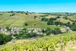 Vineyard Tour complete with Wine Tasting & Afternoon Tea for up to 4 People (up to 44% off) - Image 7