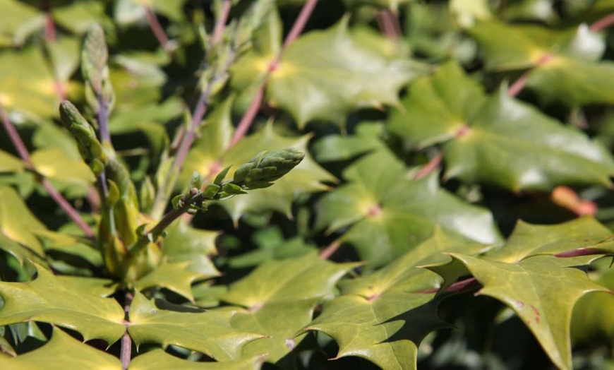 Image 3: One or Two Mahonia japonica Potted Plants