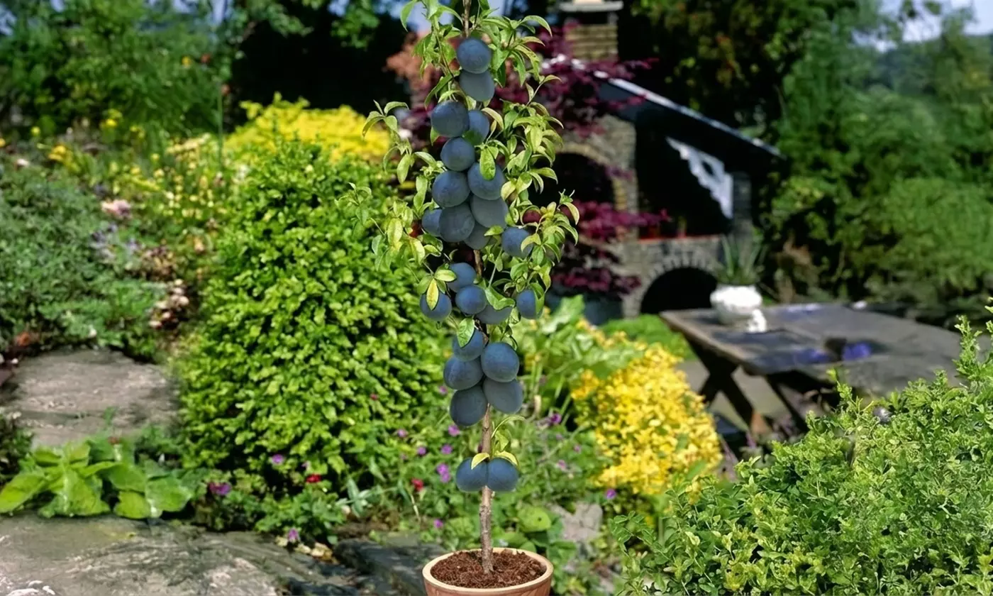 Set di 4, 6, 8 o 12 alberi da frutto a colonna