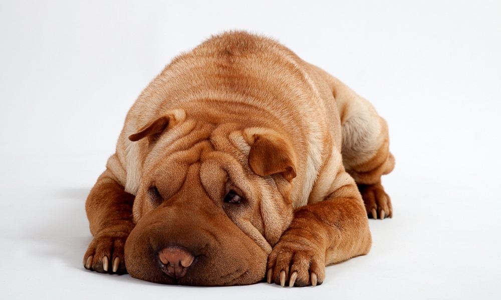 Pet Photoshoot with Framed Print