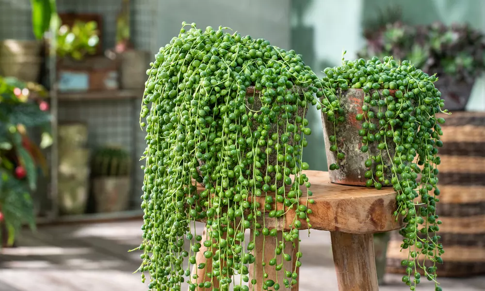 1 ou 2 plants de Séneçon de Rowley 20-30 cm Rootz - Primary Image