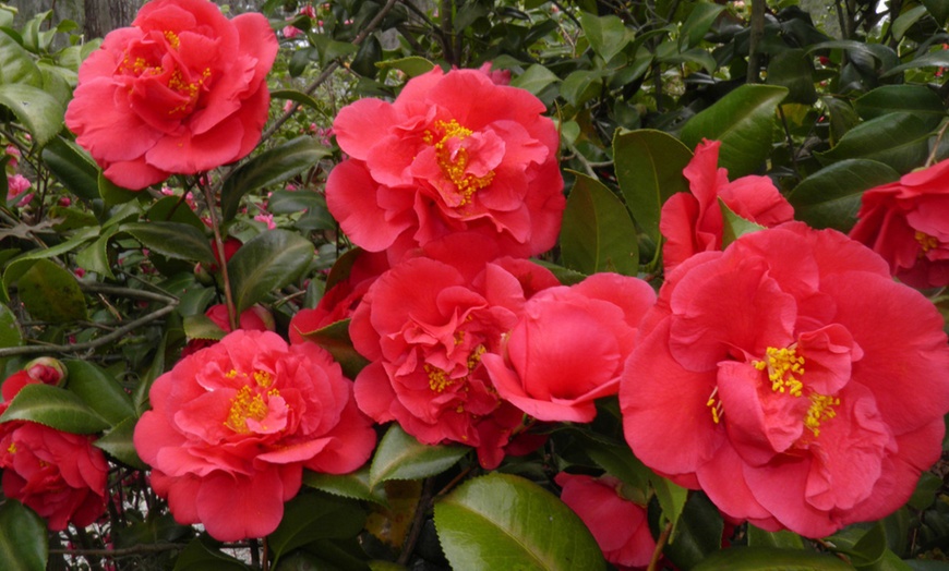 Image 4: Camellia Japonica planten