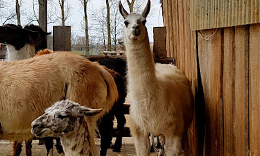 Image 6: Erlebe magische Momente mit Lamas und Alpakas in der Natur