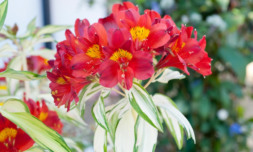 Image 4: Alstroemeria 'Rock 'n' Roll' Plant